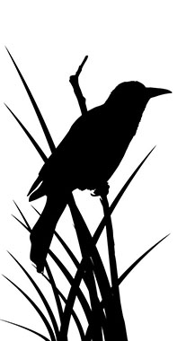 Thirteen Ways of Looking at a Blackbird, Guitar Pedagogy Materials
